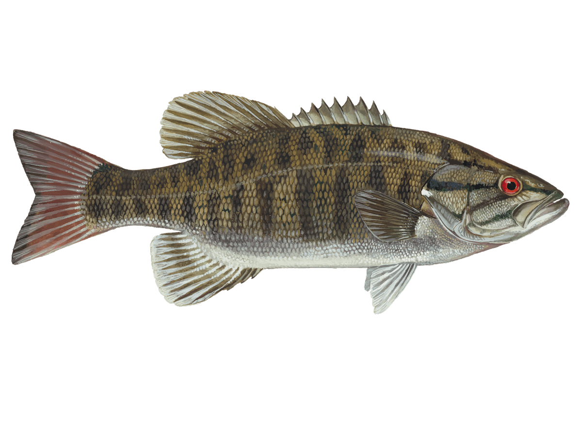 Smallmouth Bass